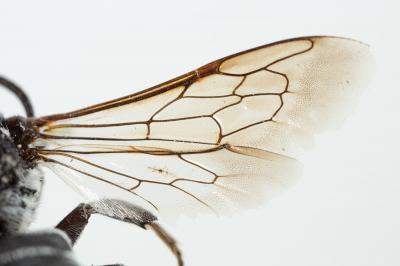  Coelioxys argentea Lepeletier, 1841