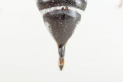  Coelioxys argentea Lepeletier, 1841