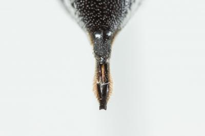  Coelioxys argentea Lepeletier, 1841