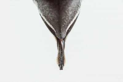  Coelioxys argentea Lepeletier, 1841