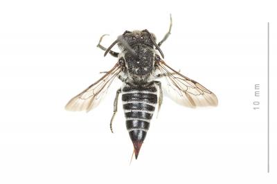  Coelioxys echinata Förster, 1853