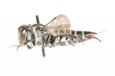  Coelioxys echinata Förster, 1853