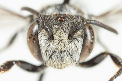  Coelioxys echinata Förster, 1853
