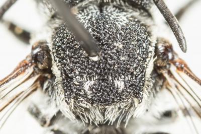  Coelioxys echinata Förster, 1853