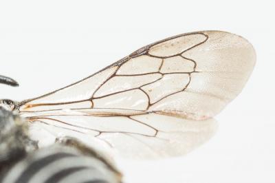  Coelioxys echinata Förster, 1853