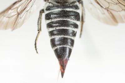  Coelioxys echinata Förster, 1853