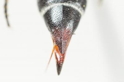  Coelioxys echinata Förster, 1853