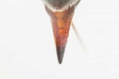  Coelioxys echinata Förster, 1853