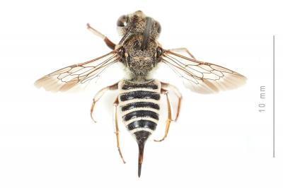  Coelioxys acanthura (Illiger, 1806)