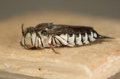  Coelioxys acanthura (Illiger, 1806)