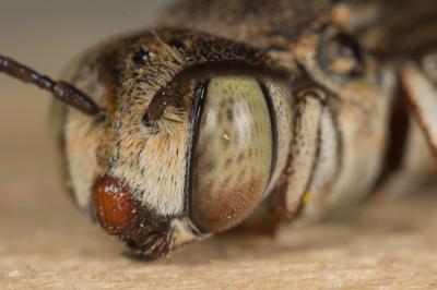  Coelioxys acanthura (Illiger, 1806)