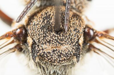  Coelioxys acanthura (Illiger, 1806)