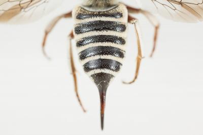  Coelioxys acanthura (Illiger, 1806)