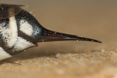  Coelioxys acanthura (Illiger, 1806)