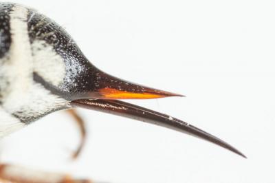  Coelioxys acanthura (Illiger, 1806)