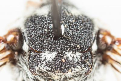  Coelioxys caudata Spinola, 1838