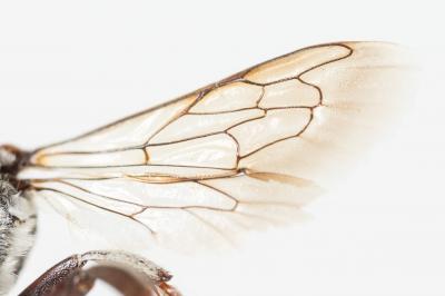  Coelioxys caudata Spinola, 1838
