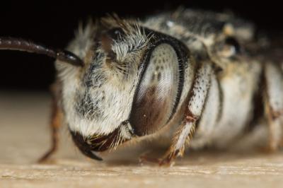  Coelioxys obtusa Pérez, 1884