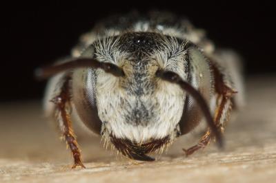  Coelioxys obtusa Pérez, 1884