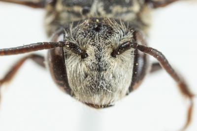  Coelioxys obtusa Pérez, 1884