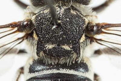 Coelioxys obtusa Pérez, 1884