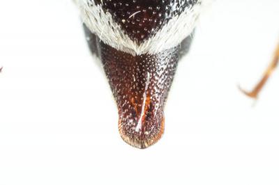  Coelioxys obtusa Pérez, 1884