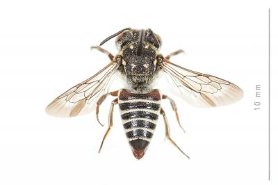  Coelioxys haemorrhoa Förster, 1853