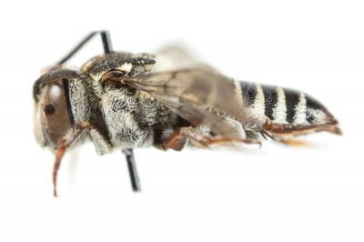  Coelioxys haemorrhoa Förster, 1853