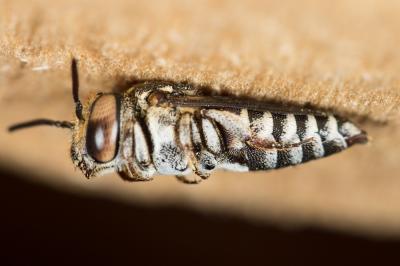  Coelioxys haemorrhoa Förster, 1853