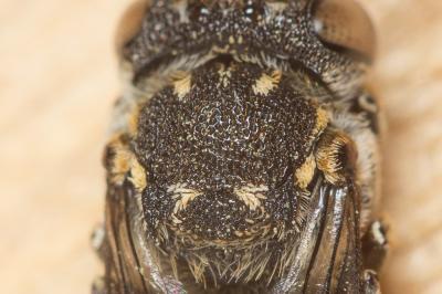  Coelioxys haemorrhoa Förster, 1853