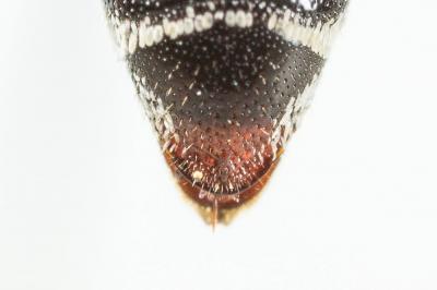  Coelioxys haemorrhoa Förster, 1853