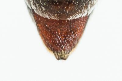  Coelioxys haemorrhoa Förster, 1853