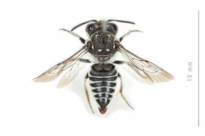  Coelioxys afra Lepeletier, 1841