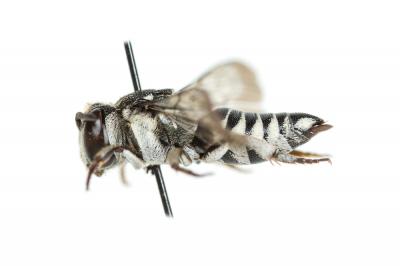  Coelioxys afra Lepeletier, 1841