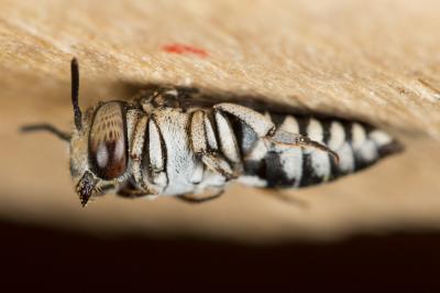  Coelioxys afra Lepeletier, 1841