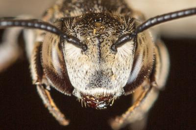  Coelioxys afra Lepeletier, 1841
