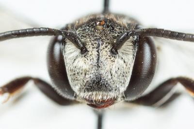  Coelioxys afra Lepeletier, 1841