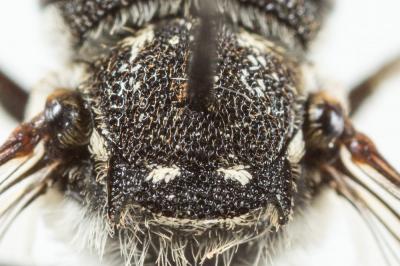  Coelioxys afra Lepeletier, 1841