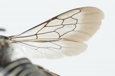  Coelioxys afra Lepeletier, 1841