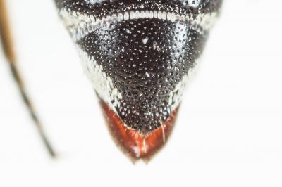  Coelioxys afra Lepeletier, 1841