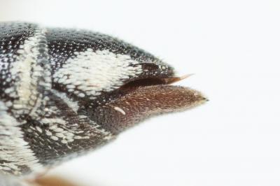  Coelioxys afra Lepeletier, 1841
