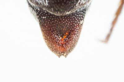  Coelioxys afra Lepeletier, 1841