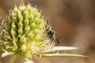  Coelioxys afra Lepeletier, 1841