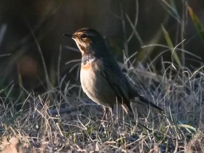  Luscinia svecica svecica (Linnaeus, 1758)