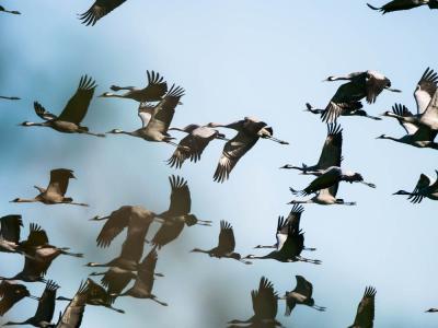 Grue cendrée Grus grus (Linnaeus, 1758)