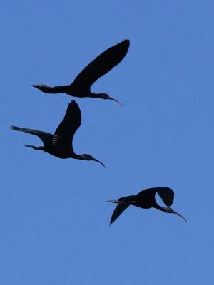 Ibis falcinelle Plegadis falcinellus (Linnaeus, 1766)