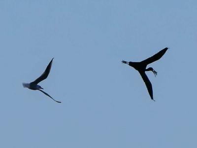 Ibis falcinelle Plegadis falcinellus (Linnaeus, 1766)