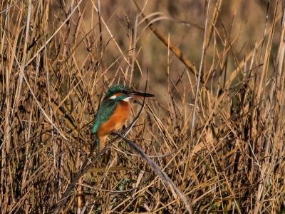 Martin-pêcheur d'Europe Alcedo atthis (Linnaeus, 1758)
