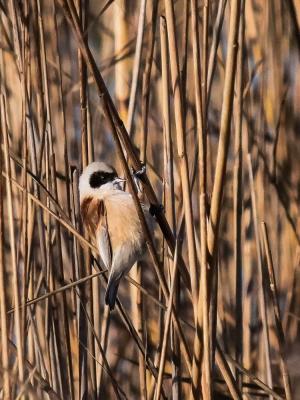 Rémiz penduline, Mésange rémiz Remiz pendulinus (Linnaeus, 1758)