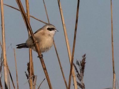 Rémiz penduline, Mésange rémiz Remiz pendulinus (Linnaeus, 1758)